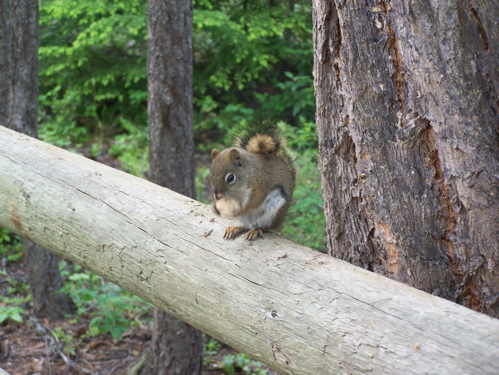 chipmunk