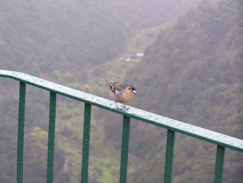 Vogel