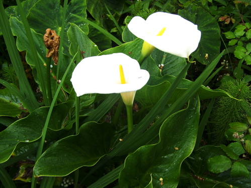 Calla