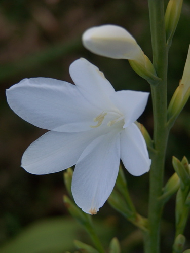 Blume
