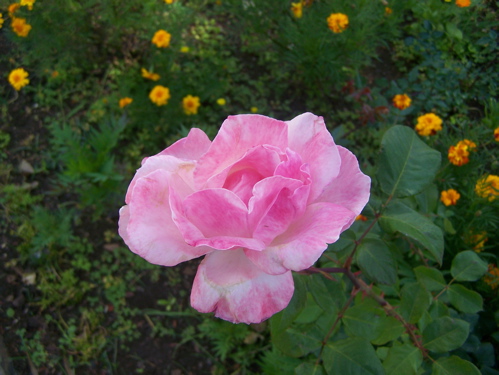 Blume