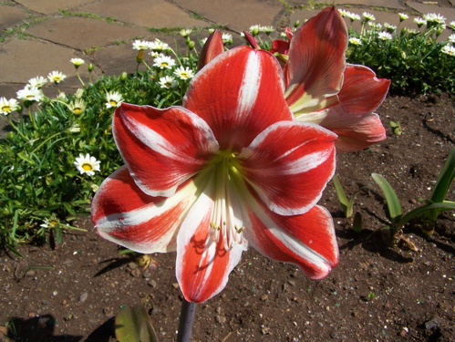 Blume